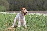 FOX TERRIER 298